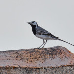 Ballerina bianca (Motacilla alba)