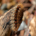 Larva di Euprottide (Euproctis chrysorrhoea)