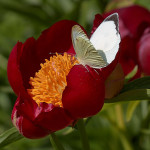 Cavolaia maggiore maschio su Peonia pellegrina