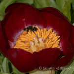 Bombo su Peonia pellegrina