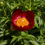 Peonia pellegrina (Paeonia peregrina)