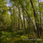 La foresta fiorita