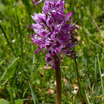 Orchidea scimmia (Orchis simia)