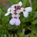 Iberide carnosa (Iberis carnosa)