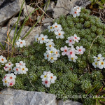 Androsace appenninica (Androsace villosa)