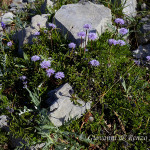 Vedovella appenninica (Globularia meridionalis)