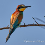 Gruccione (Merops apiaster)