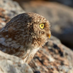 Civetta (Athene noctua)
