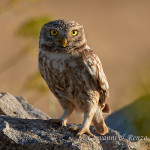 Civetta (Athene noctua)