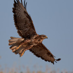 Poiana (Buteo buteo)