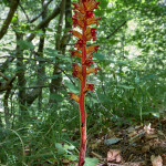 Succiamele rossastro (Orobanche gracilis)
