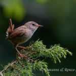 Scricciolo (Troglodytes troglodytes)