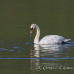 Cigno reale (Cygnus olor)