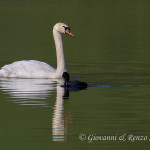 Cigno e folaga