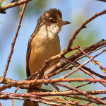 Cannareccione (Acrocephalus arundinaceus)