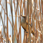 Cannareccione (Acrocephalus arundinaceus)