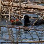 Folaga (Fulica atra) con pulcini