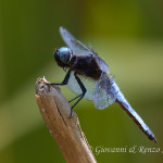 Libellula frontenera (Libellula fulva) maschio