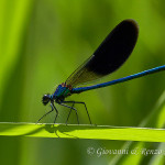 Damigella (Calopteryx splendens) maschio