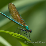 Damigella (Calopteryx splendens) femmina