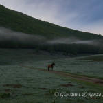 Cavallo a Piano Ruggio