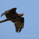 Falco pecchiaiolo (Pernis apivorus)