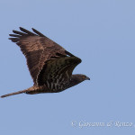 Falco pecchiaiolo (Pernis apivorus)