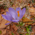 Zafferano napoletano (Crocus neapolitanus)