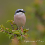 Averla piccola (Lanius collurio)