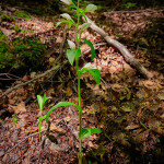Cefalantera bianca (Cephalanthera damasonium)