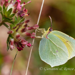 Cedronella (Gonepteryx rhamni)