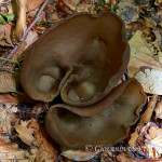 Peziza sp.
