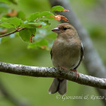 Fringuello (Fringilla coelebs)