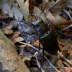 Cervo volante minore (Lucanus tetraodon) maschio