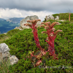 Semprevivo su letto di ginepro sabina con contorno di serre del Parco Nazionale del Pollino