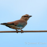 Ghiandaia marina juv. (Coracias garrulus)