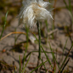 Pennacchio di Scheuchzer (Eriophorum scheuchzeri)