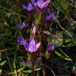 Genzianella delle Dolomiti (Gentianella anisodonta)