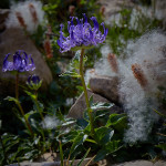 Raponzolo di Sieber (Phyteuma sieberi)