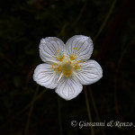 Parnassia (Parnassia palustris)