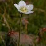 Parnassia (Parnassia palustris)