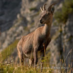Stambecco (Capra ibex)