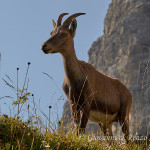 Stambecco (Capra ibex)