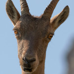 Stambecco (Capra ibex)