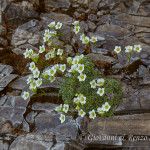 Sassifraga delle Dolomiti (Saxifraga squarrosa Sieber)