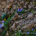 Sordone (Prunella collaris)