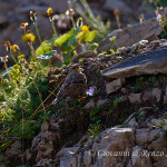 Sordone (Prunella collaris)