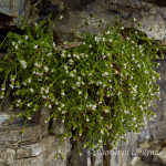 Peverina alpina (Cerastium alpinum)