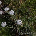 Millefoglio di Clavena (Achillea clavennae)