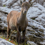 Stambecco (Capra ibex)